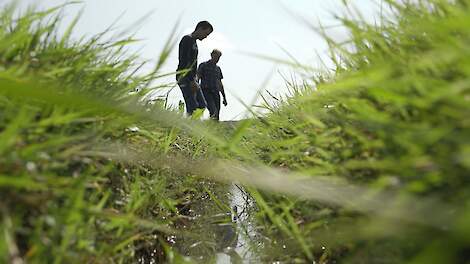 Greppelinfiltratie op de graslandpercelen van Elmer Kramer.