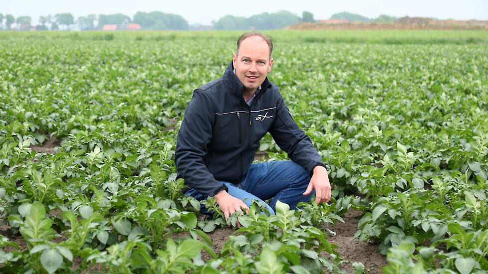 De aardappeloogst is volgens akkerbouwer Hendrik Jan Ten Cate uit Poortvliet nog niet verloren, mits er de komende periode voldoende neerslag valt.