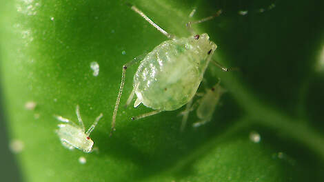 Een volwassen ongevleugelde bladluis met twee jongen. Als volwassen ongevleugelde bladluizen worden aangetroffen op een perceel dat reeds 10 tot 14 dagen geleden gespoten is, dan is dit een aanwijzing dat het insecticide is uitgewerkt.