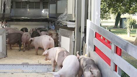 Een varkenshouder moet 2,10 euro/kg beuren om break-even te draaien. De opbrengstprijs schommelt rond de 1,70 euro. Momenteel lijdt hij een verlies van circa 40 euro per varken.