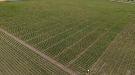 Waarom toetst Syngenta naast de officiële onderzoeksinstellingen (zoals PPO) op diverse proefvelden, verspreid in de Benelux, ook zelf haar (toekomstige) rassen?