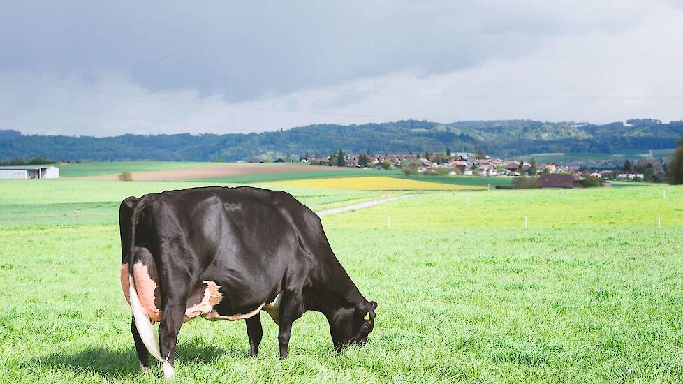 Europees kampioene Du Rahun Chelios Heline (v. Chelios) is het ultieme voorbeeld van fraaiheid en functionaliteit. Ze is zeer evenredig gebouwd en heeft een geweldige uitstraling. Met haar lange, fijne hals, zijden huid, fijne, parallelle voorbenen, brede