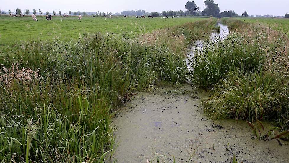 Een willekeurig veenweidegebied.