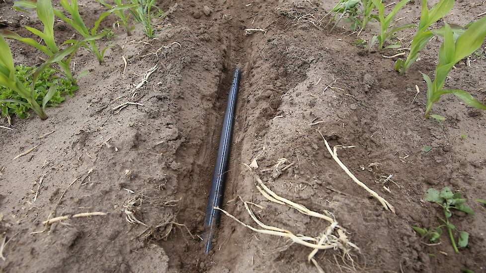 Aan het actieprogramma van Waterschap Rijn en IJssel doen onder andere acht boeren uit het zandgebied ’t Klooster in Hengelo (GD) mee. Zij deden ervaring op met druppelirrigatie.