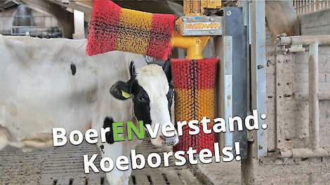 Dit is pas genieten voor de koe! - BoerENverstand