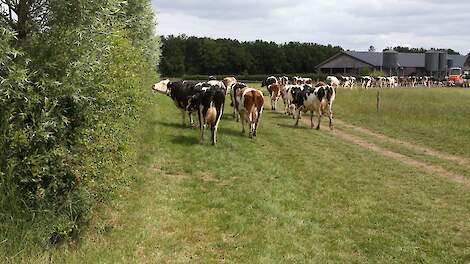 De voederhaag op de bufferstrook doet dienst als 'vee-apotheek'. Twee keer per dag lopen de koeien langs de haag en selecteren zelf waar ze behoefte aan hebben.