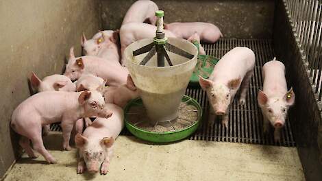 Bij een voerconversie van 2 of 1,8 en een gelijke voersamenstelling nemen de varkens elke dag te weinig vitaminen en mineralen op.