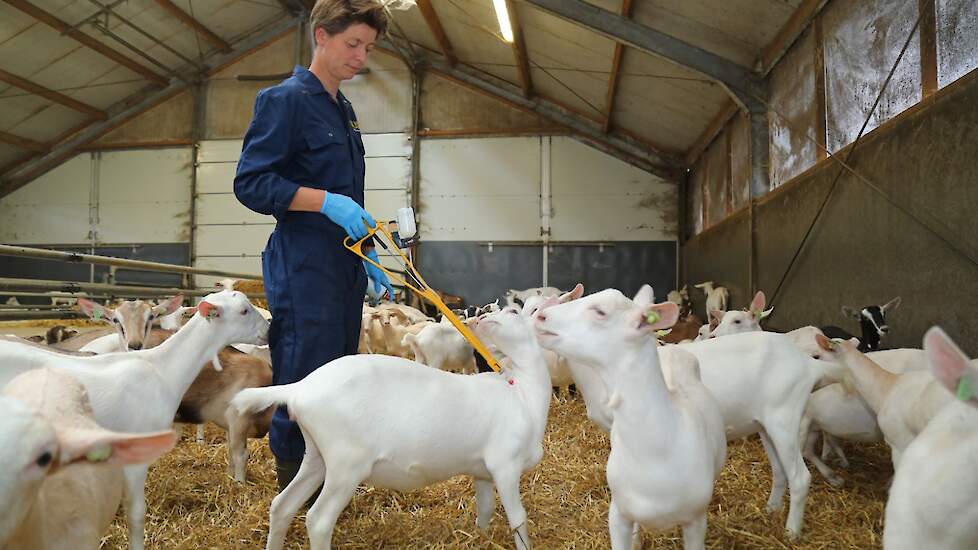 Carla Korsten heeft als dierenarts tien melkgeitenbedrijven onder haar hoede. Samen met haar klanten bekijkt ze naar mogelijkheden om longproblemen te voorkomen.