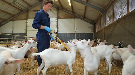 Carla Korsten heeft als dierenarts tien melkgeitenbedrijven onder haar hoede. Samen met haar klanten bekijkt ze naar mogelijkheden om longproblemen te voorkomen.