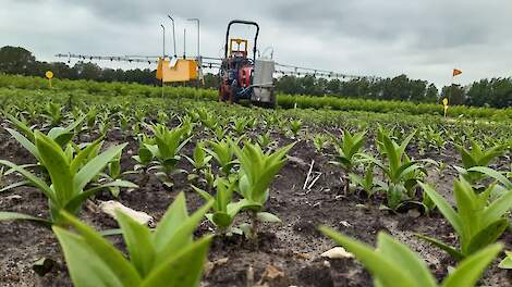 Een baan dwars door de lelies om in de praktijk te ervaren wat milieuvriendelijke middelen doen met virusverspreiding in het veld.