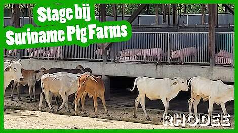 Stage zeugenbedrijf in Suriname (Suriname Pig Farms)! - Rhodee's vlog #14 - Vloggende jonge boeren