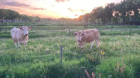 Foto van de Hanne Hoeve.