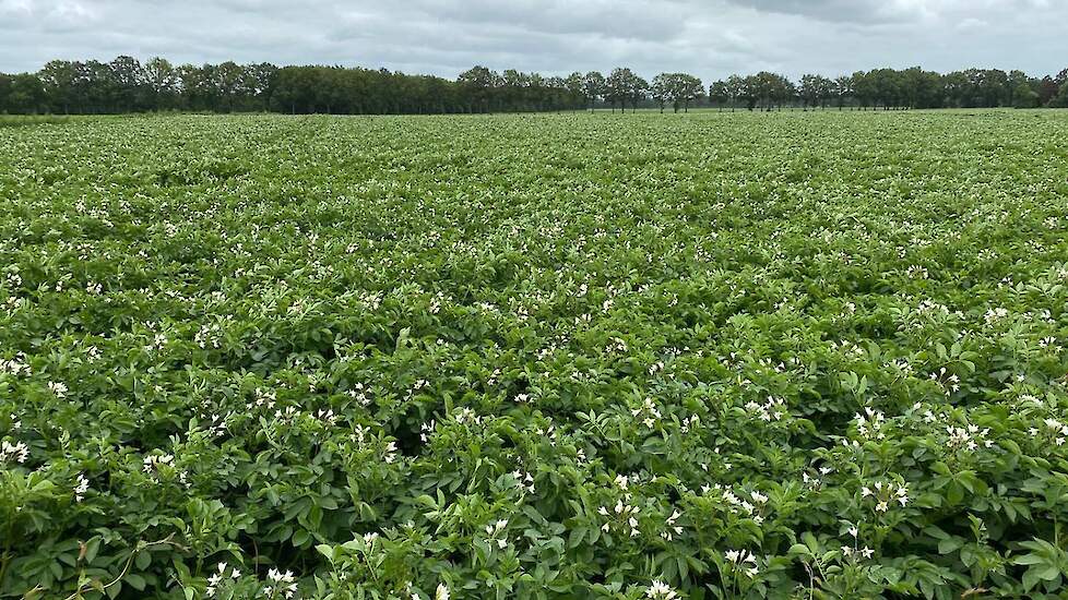 Reboot is een mooie aanwinst in de strijd tegen phytophthora