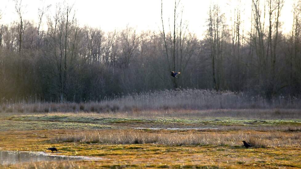 Stikstofgevoelig Natura 2000-gebied Korenburgerveen