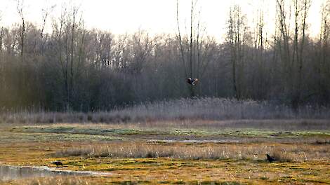 Stikstofgevoelig Natura 2000-gebied Korenburgerveen