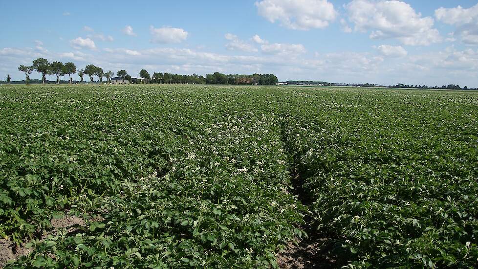 Aardappelen perceel Nagele