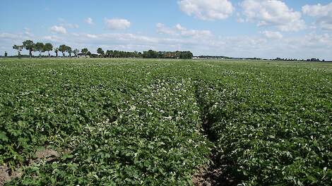 Aardappelen perceel Nagele