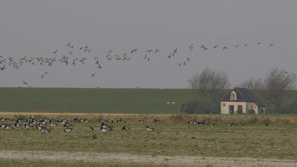 In het programma Binnenstebuiten werd onlangs verteld dat brandganzen (foto) met vogelgriep besmet worden door de bio-industrie.