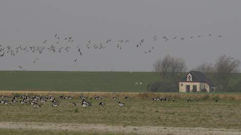 In het programma Binnenstebuiten werd onlangs verteld dat brandganzen (foto) met vogelgriep besmet worden door de bio-industrie.