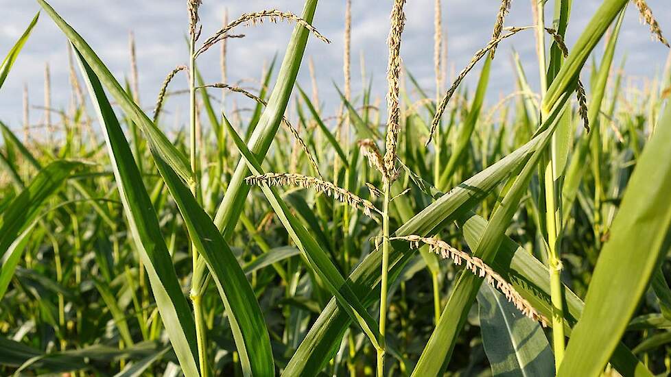 Droogte en stress: Wel of niet je maïs beregenen. Tips