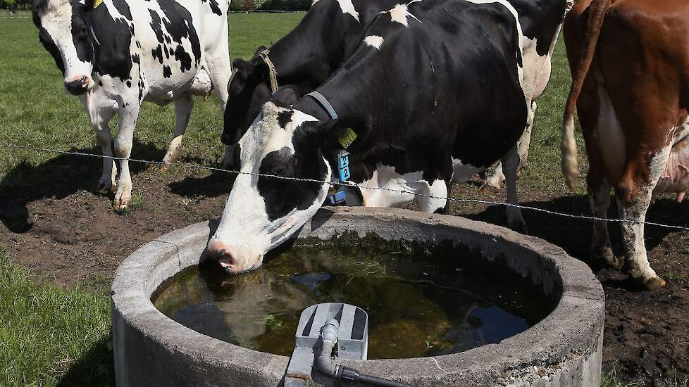 Dieren in de wei moeten niet alleen beschikking hebben over voldoende drinkwater; ook schaduwplekken zijn een must.