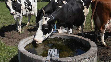 Dieren in de wei moeten niet alleen beschikking hebben over voldoende drinkwater; ook schaduwplekken zijn een must.