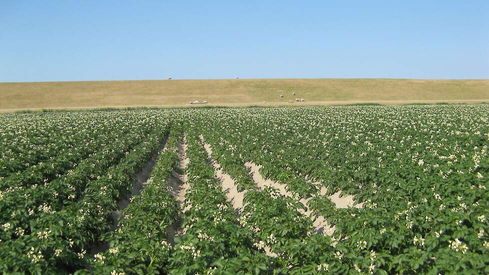 Valplek in aardappelen.