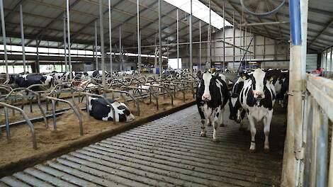 Koeienboer Albert Dankelman probeert door management en fokkerij een zo hoog mogelijke melkproductie te realiseren.