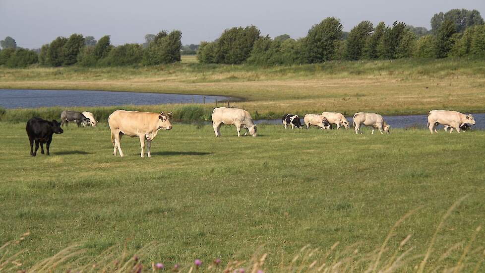 Vleesvee in de uiterwaarden.