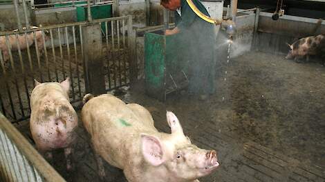 Met een vernevelingsinstallatie worden de varkens extra gekoeld.