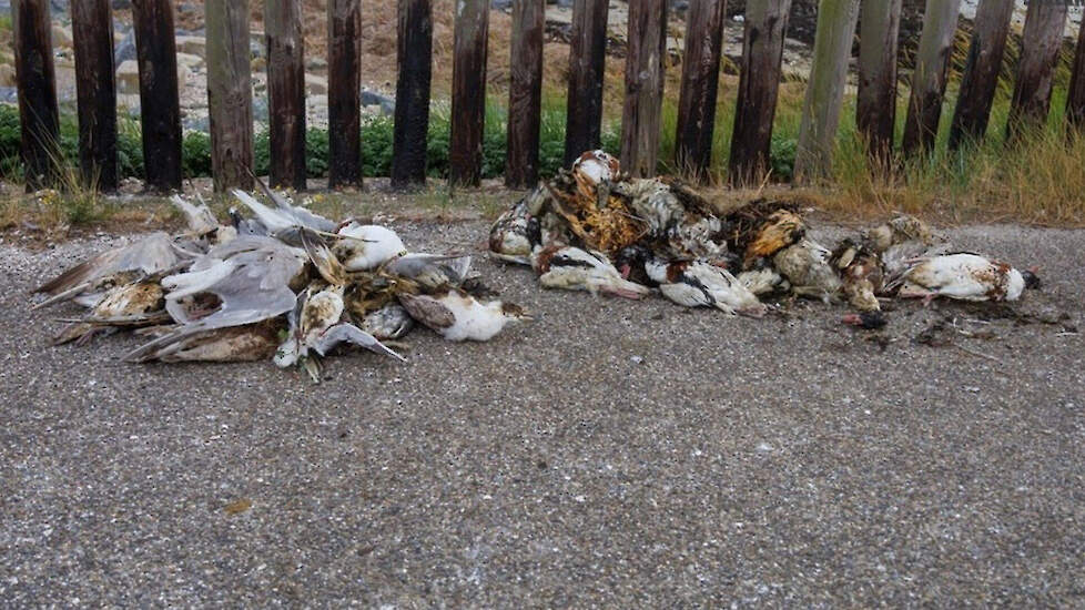 De dode vogels nadat ze geruimd zijn op de Zeedijk in Borssele.