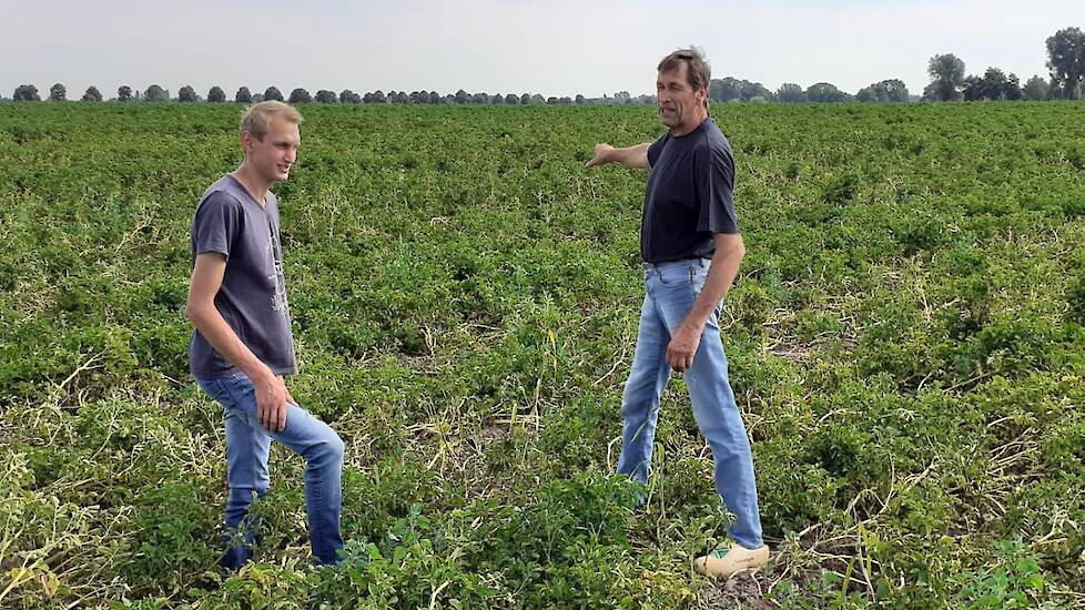 Henk Heerink (rechts) met zijn zoon Marcel tussen de aardappelen.