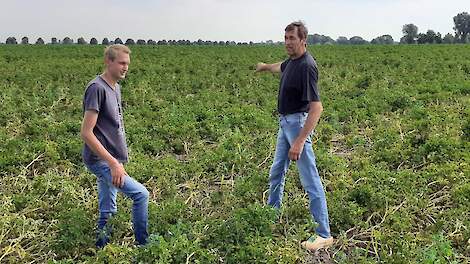 Henk Heerink (rechts) met zijn zoon Marcel tussen de aardappelen.