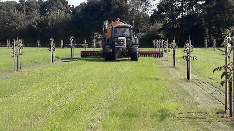 Notenteelt als vorm van agroforestry lijkt steeds populairder te worden.