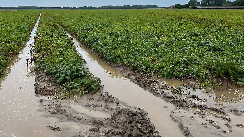 Twee zware buien zetten de aardappelen van akkerbouwer Bart Biemond uit Stellendam onder water.