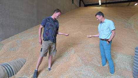 Rob Smit (links) en Jeroen de Schutter beoordelen de kwaliteit van de geoogste tarwe.
