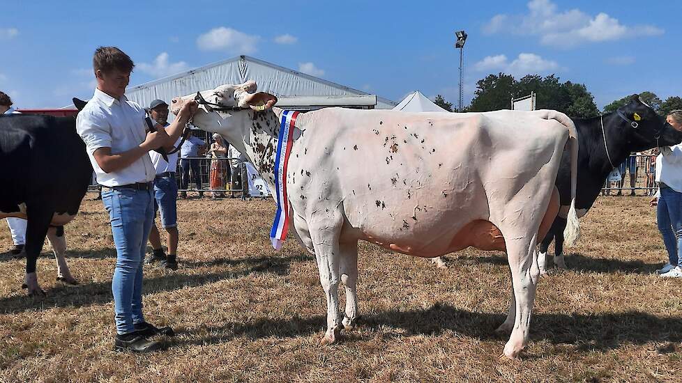 J&G Redspot 157 is Lady Agrifair 2022