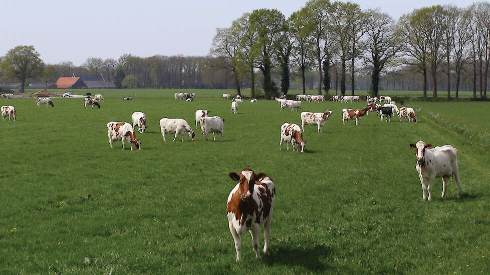 Niet het geld, maar bodemverbetering, extra koolstof opbouwen en de positieve uitstraling moet de belangrijkste drijfveer zijn. Dat een veehouder er ook nog geld voor krijgt, is mooi.