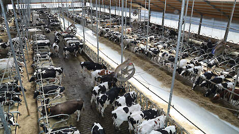 In 2021 werd de nieuwe stal voor 400 koeien in gebruik genomen.