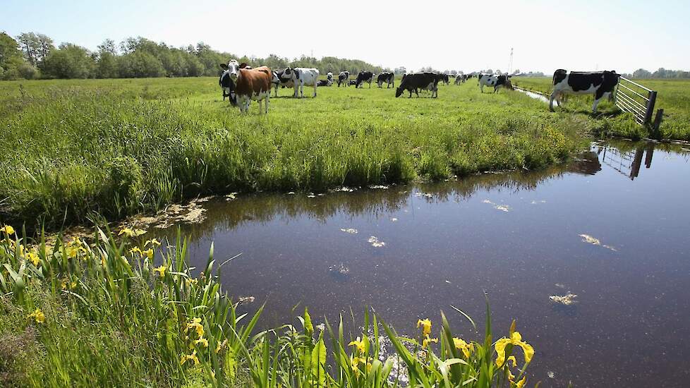 De omgevingsvisie heeft volgens Stikstofclaim onder meer grote gevolgen voor boeren in veenweidegebieden.