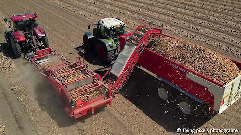 Uien laden | Loading Onions | Zwiebeln laden | Case IH | Amac | Fendt | Beco | Uienoogst 2022