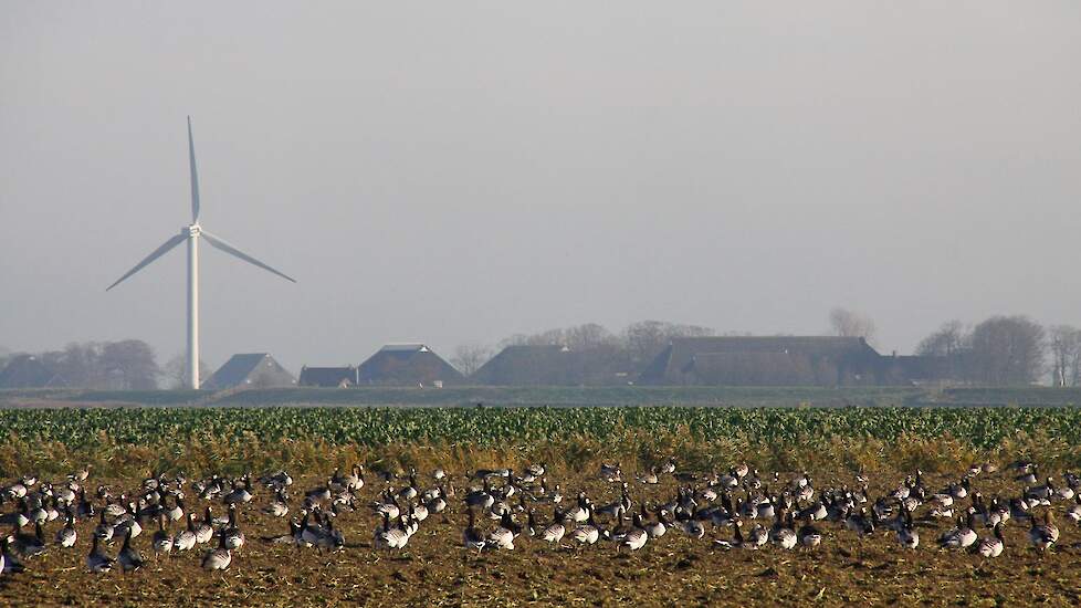 Op pas geoogst land kunnen grote groepen ganzen afkomen die drager kunnen zijn van het vogelgriepvirus.