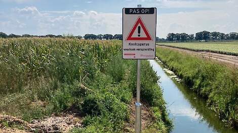 knolcyperus
