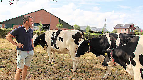 Van Aubel richt zich bij de fokkerij vooral op duurzaamheid en goede productie. De gemiddelde melkproductie bij afvoer bedraagt 42.000 kilogram.