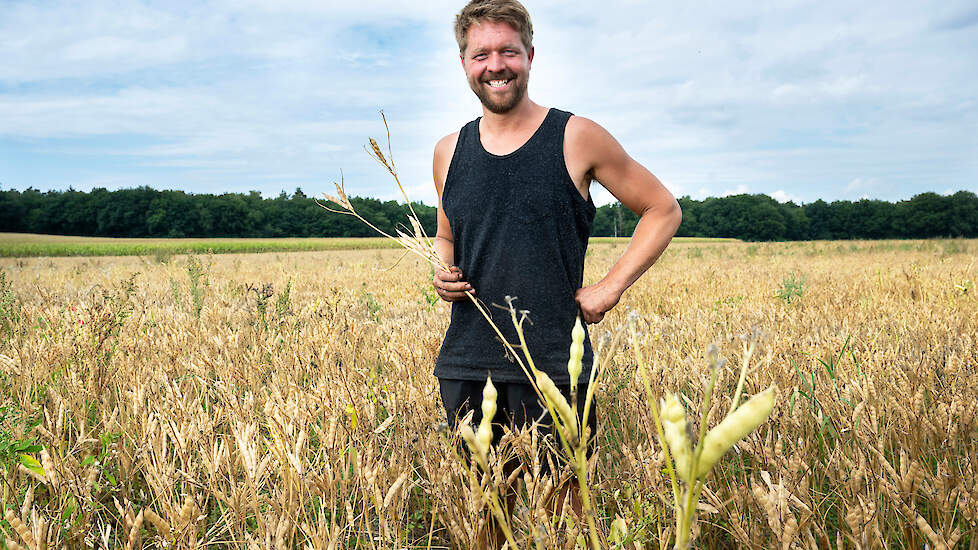 Bas Tempert oogst deze weken zijn allereerste hectares witte lupine op de flank van de Lemelerberg. „De droogte heeft enorm geholpen, het onkruid is laag gebleven.”