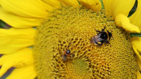 Oekraïne exporteerde 154.000 ton zonnebloem, tegen 362.000 ton in juli.