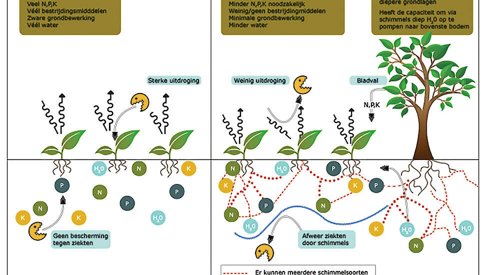 Een bodem zonder (links) en met (rechts) mycorrhizele schimmels