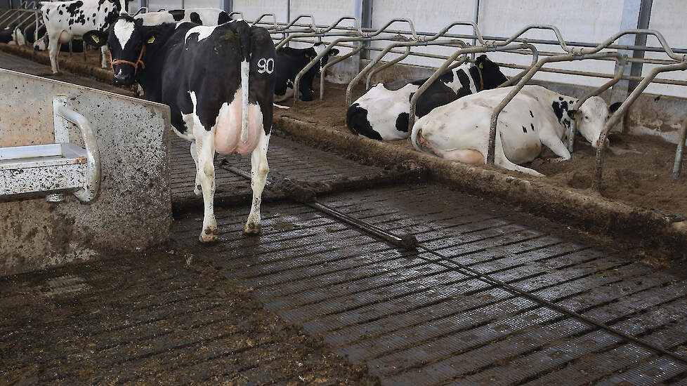 Melkveehouders met een vergunde Meadowfloor (foto) of ECO-vloer zitten waarschijnlijk redelijk safe, volgens De Groot.