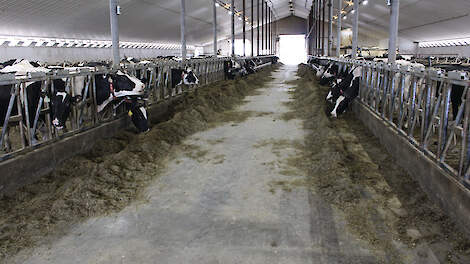 Momenteel worden 200 Holsteins gemolken. Het rantsoen bestaat uit gehakselde gerst, luzerne, maïs, gras, bierborstel, raapschroot, gerolde tarwe en mineralen.