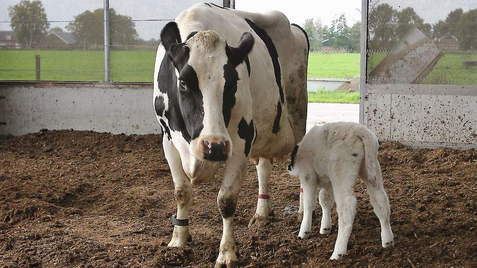 Sleutel eeuwig mineraal Caring Farmers wil kalf bij de koe stimuleren via praktische ervaringen |  Melkvee.nl - Nieuws en kennis voor de melkveehouder